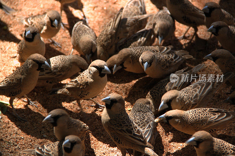 纳米比亚:Cape Sparrow或Mossie在地上吃东西